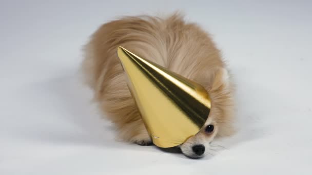Un spitz nain repose avec un bonnet de fête doré sur la tête dans le studio sur un fond gris. La casquette couvre un œil et une oreille du chien. Joyeux anniversaire. Au ralenti. Gros plan. — Video
