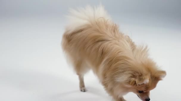 El enano Pomeranian spitz corre felizmente a su plato rojo. El perro come sabrosa comida para mascotas en el estudio sobre un fondo gris. Querida mascota para la publicidad de sus productos para mascotas. En cámara lenta. De cerca.. — Vídeos de Stock