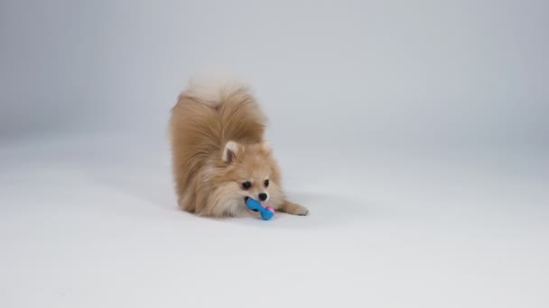 Imádnivaló törpe Pomeranian Spitz játszik a játékával a stúdióban, szürke háttérrel. A kisállat megrágja a rózsaszín kék gumi játékot, és megpróbálja megragadni a fogaival. Lassú mozgás. Közelről.. — Stock videók