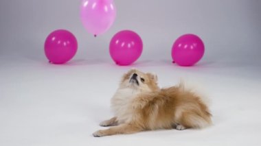 Bir pigme Pomeranian Spitz gri arka planda stüdyoda yatıyor, köpeğin arkasında üç pembe balon var. Yukarıdan, kupa şeklinde pembe ve beyaz toplar evcil hayvanın üzerine düşer. Ağır çekim. Kapat..
