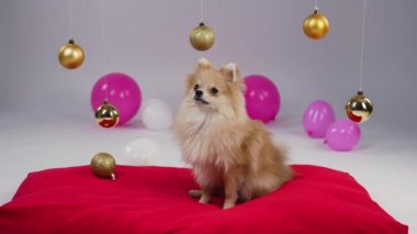 Şirin pigme spitz gri arka planda, stüdyoda kırmızı bir battaniyenin üzerinde oturuyor. Evcil hayvanın arkasında pembe ve beyaz balonlar var, tepesinde sallanan altın Noel topları. Ağır çekim. Kapat..