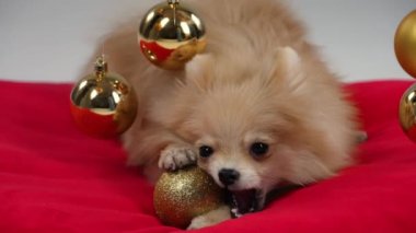 Stüdyoda kırmızı bir battaniyenin üzerinde altın Noel topları asılmış gri bir zeminde uzanan Pomeranya salyangozunun ön görüntüsü. Toplardan biri düştü ve evcil hayvan onu kemirdi. Ağır çekim. Kapat..
