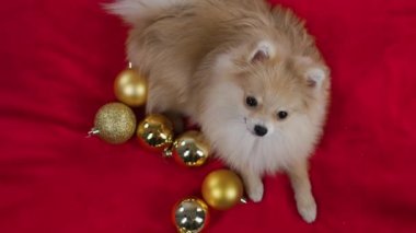 Kırmızı bir battaniyenin üzerinde uzanan bir cüce Pomeranya Spitz manzarası. Evcil hayvanın yanında altın Noel baloları var. Ağır çekim. Kapat..