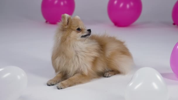 Un Spitz poméranien se trouve dans l'atelier sur un fond gris, entouré de ballons roses et blancs. L'animal tourne la tête, un ballon blanc tombe d'en haut et le chien part. Au ralenti. Gros plan. — Video