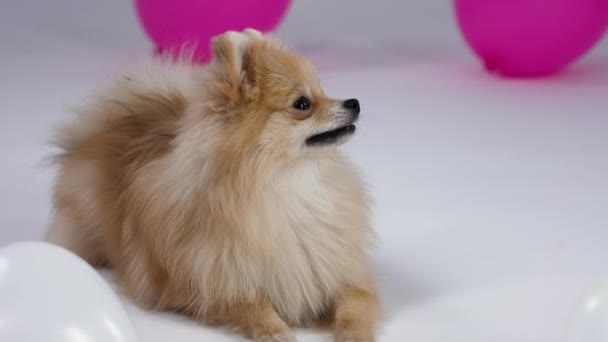 Um spitz pigmeu da Pomerânia engraçado mente e olha na frente dele. Há um balão branco à sua frente, e mais dois balões cor-de-rosa borrados contra um fundo cinzento. Movimento lento. Fechar. — Vídeo de Stock