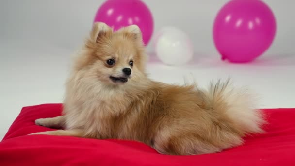 Fluffy rödhåriga pygmé Pommerska Spitz ligger på en röd filt i studion med rosa och vita ballonger på en grå bakgrund. Hunden tittar noga framåt och slickar sina läppar. Sakta i backarna. Närbild. — Stockvideo