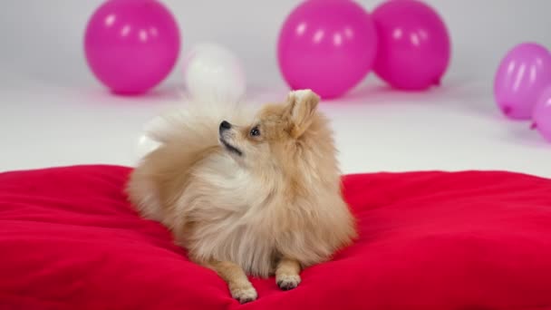 ピンクと白の風船で灰色の背景にスタジオで嘘をつくポメラニアの犬の品種のフロントビュー。犬は赤い毛布の上に横になり、上を見上げ、横になります。スローモーション。閉じろ!. — ストック動画