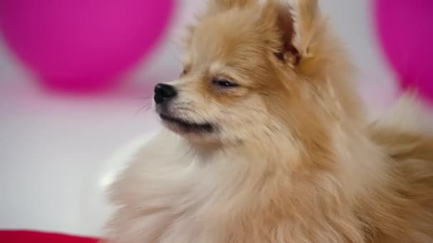 Fluffy Pomeranian Spitz знаходиться в студії на розмитому сірому фоні з рожевими і білими кульками. Рух камери від собак передні лапи до морди. Закрийте пса мордою. Повільний рух. — стокове відео