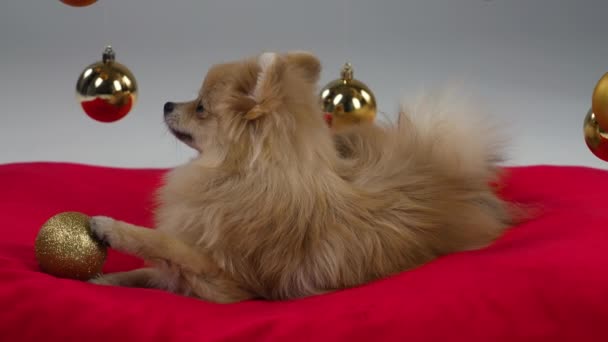 Ένα παιχνιδιάρικο Pomeranian Pygmy Spitz βρίσκεται σε μια κόκκινη κουβέρτα και παίζει με μια μπάλα χριστουγεννιάτικου δέντρου. Ο σκύλος στο στούντιο σε γκρι φόντο, χρυσά χριστουγεννιάτικα μπαλάκια κρέμονται από πάνω του. Θέμα Πρωτοχρονιάς. Κλείσε.. — Αρχείο Βίντεο