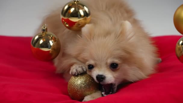 Přední pohled na prolhaný Pomeranian spitz na červenou deku v ateliéru na šedém pozadí s visícími zlatými vánočními míčky. Jeden z míčků spadl a mazlíček se do něj zakousne. Zpomal. Zavřít. — Stock video