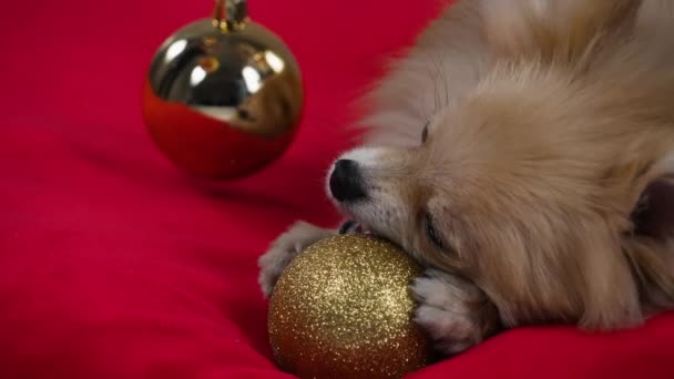 Uno Spitz pigmeo pomeriano giace su una coperta rossa e rode ad un ballo di Natale dorato. Primo piano di un muso di cani. Rallentatore. — Video Stock