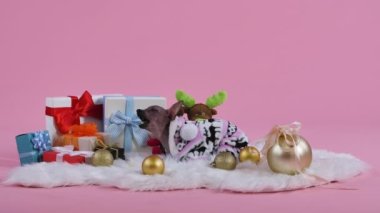 Tulum ve geyikli Xoloitzcuintle beyaz kürk battaniyesinde uzanıyor ve pembe arka planda hayvan maması yiyor. Evcil hayvanın yanında altın Noel baloları ve hediyeler var. Yavaş çekim.