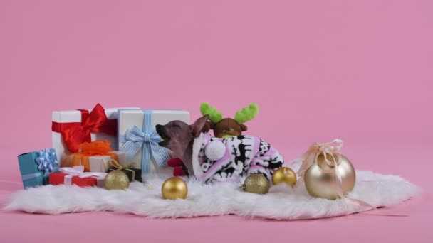 Xoloitzcuintle в комбинезоне с оленем лежит на белом меховом одеяле и ест корм для животных на розовом фоне. Возле питомца золотые рождественские шары и подарки. Медленное движение. — стоковое видео