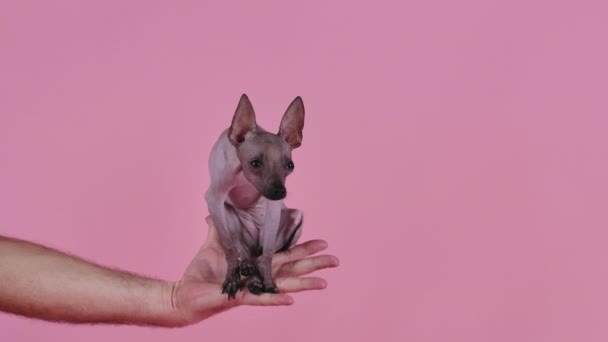 Вид спереди на маленького мексиканского безволосого пса, сидящего на ладони владельца на розовом фоне в студии. Животное смотрит вперед и дрожит. Медленное движение. Закрыть. — стоковое видео