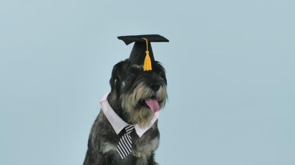 Retrato de um mittelschnauzer em um boné acadêmico quadrado e colarinho com um laço em torno de seu pescoço. O cão senta-se com a língua pendurada no estúdio em um fundo azulado. Movimento lento. Fechar. — Vídeo de Stock