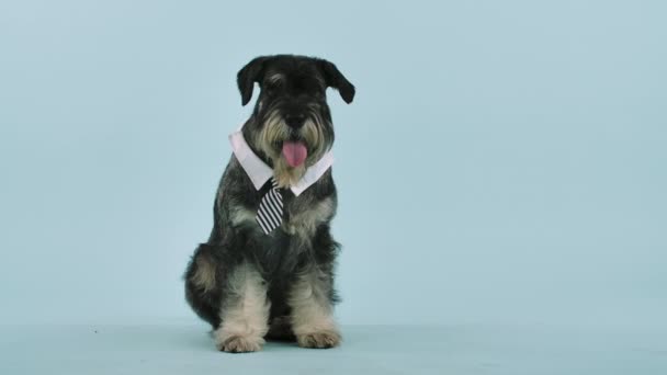 Vista frontale di uno Schnauzer in colletto e cravatta, seduto a tutta lunghezza in studio su uno sfondo bluastro. Il cane sporge la lingua e lecca le labbra. Al rallentatore. Da vicino.. — Video Stock