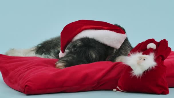 Огидний міттельшнаузер у червоному капелюсі Санта Клауса лежить на червоній подушці в студії на синьому фоні. Біля собаки є червона сумка з подарунками. Повільніше. Зачиніть.. — стокове відео