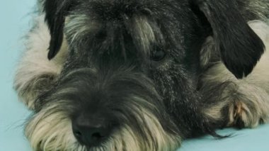 Mavimsi bir arka planda, stüdyoda yalancı bir eldivenci portresi. Köpeğin ağızlığını kapat. Hayvan tüylü kaşlarını tuhaf bir şekilde oynatıyor. Yavaş çekim.