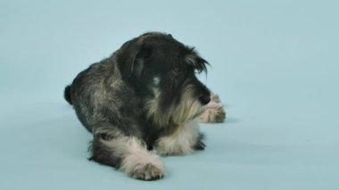 Mittelschnauzer stüdyoda, mavi bir arka planda yatıyor. Köpek başını pençelerine indirir, sonra onu tekrar keskin bir şekilde kaldırır. Ağır çekim. Kapat..