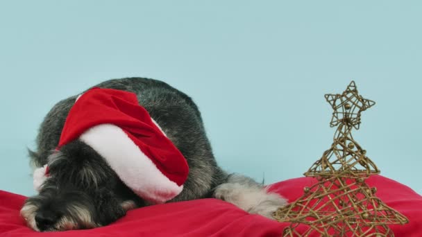 Mittelschnauzer v klobouku Santa Clause leží s hlavou na červeném polštáři u vánočního stromku ve studiu na namodralém pozadí. Zvíře zvedne hlavu a rozhlédne se. Zpomal. Zavřít. — Stock video