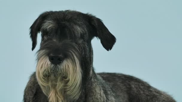Mittelschnauzer is posing in the studio on a bluish background. The dog lies, looks ahead, turns its head and barks. Slow motion. Close up. — Stock Video