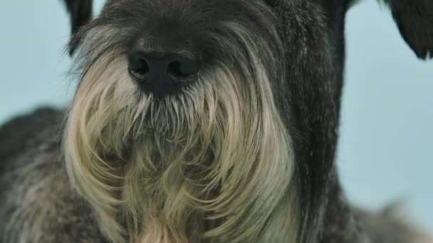 Schnauzer en el estudio sobre un fondo azulado. Acercamiento de un perro nariz negra y su barba. Movimiento lento. — Vídeo de stock