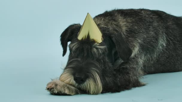 Mittelschnauzer in a festive cap lies in the studio against a bluish background. Birthday of the animal. Slow motion. Close up. — Stock Video