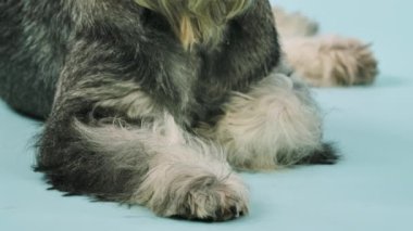 Mittelschnauzer stüdyoda, mavi bir arka planda yatıyor. Köpeklerin ön pençelerini kapat, evcil hayvanın başını doğum günü şapkası ile eğdiği yere. Yavaş çekim.