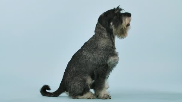 Profiel portret van Mitelschnauzer in het atelier op een blauwachtige achtergrond. De hond zit in volle groei, likt zijn lippen en gaat dan op zijn achterpoten staan. Langzame beweging. Sluiten.. — Stockvideo