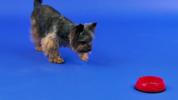 A Yorkshire Terrier runs up to a red bowl of pet food and eats. Pet in the studio on a blue background. Slow motion. Close up. — Stock Video