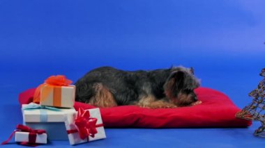 Bir Yorkshire Teriyeri, kırmızı bir yastıkta tel bir ağacın yanında yatıyor ve hediyeler sunuyor. Köpek, stüdyoda gradyan arka planda lezzetli kurabiyeler yiyor. Noel zamanı. Yeni yıl. Ağır çekim. Kapat..