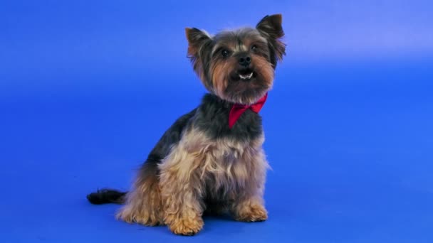 Yorkshire Terrier in roter Fliege posiert im Studio vor blauem Hintergrund. Das Haustier sitzt, blickt nach vorn und leckt sich energisch die Lippen. Zeitlupe. Nahaufnahme. — Stockvideo