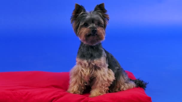 Frontal portrait of a cute Yorkshire terrier in a studio on a blue gradient background. The pet sits in full growth on a red pillow and licks its lips. Slow motion. Close up. — Stock Video