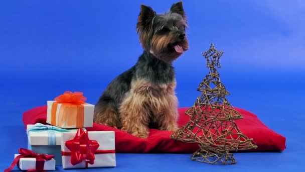 Yorkshire Terrier sitzt und leckt seine Lippen auf einem roten Kissen im Studio auf blauem Hintergrund. Vor ihm steht ein Weihnachtsbaum aus Draht und schön verpackte Geschenke. Zeitlupe. Nahaufnahme. — Stockvideo