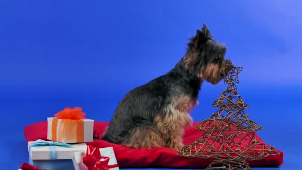 ワイヤーツリーと贈り物の横にある赤い枕の上に座っているヨークシャーのテリアの側面図。ペットは上を見上げ、唇をなめる。青いグラデーションの背景にスタジオに犬。スローモーション。閉じろ!. — ストック動画