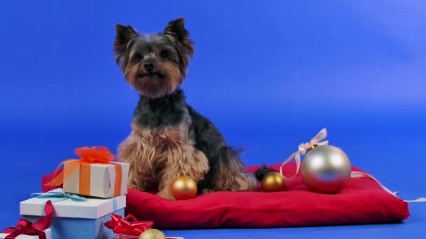 Elöl egy Yorkshire terrier ül egy piros párnán, ahol a karácsonyi labdák szétszórva, szilveszteri ajándékok mellett. Világoskék gradiens háttérrel elszigetelve. Lassú mozgás. Közelről.. — Stock videók