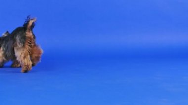 Stüdyoda bir Yorkshire teriyerinin gradyan arka plan görüntüsü. Evcil hayvan oyuncağın peşinden koşar, dişleriyle yakalar, döner ve gider. Ağır çekim. Kapat..