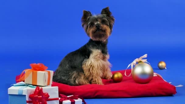 Yorkshire Terrier auf blauem Hintergrund. Das Haustier sitzt auf einem roten Kissen mit verstreuten Weihnachtskugeln und Geschenken und blickt in die Kamera. Zeitlupe. Nahaufnahme. — Stockvideo