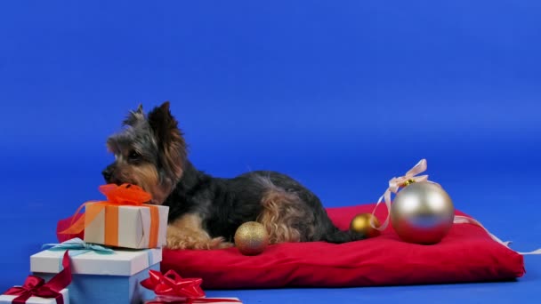 Yorkshire Terrier lies and licks its lips on a red pillow, where Christmas balls are scattered, next to New Years gifts. Pet in the studio on a blue gradient background. Slow motion. Close up. — Stock Video