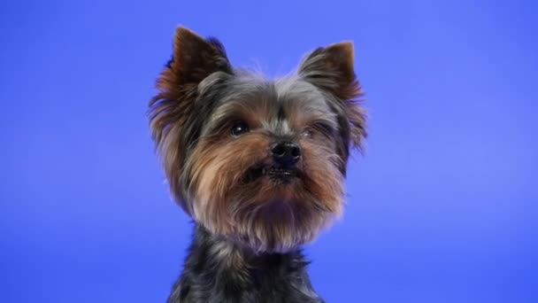 Retrato frontal de un terrier de Yorkshire sobre un fondo azul degradado en el estudio. Primer plano del hocico de una mascota lamiendo. Movimiento lento. — Vídeos de Stock