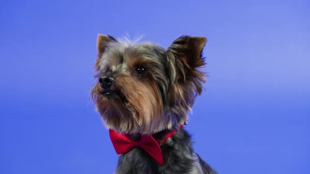 Frontal portrait of a Yorkshire terrier with a red bow tie around his neck. The dog sits and rolls its head to the sides in the studio against a blue gradient background. Close up. Slow motion. — Stock Video