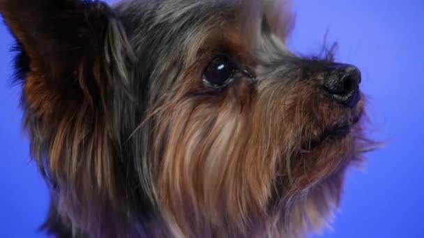 Die Schnauze eines Yorkshire Terriers auf blauem Hintergrund im Studio im Profil in Großaufnahme. Das Haustier dreht den Kopf zur Seite. Zeitlupe. — Stockvideo