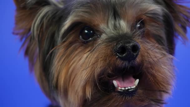 Frontalporträt eines Yorkshire Terriers auf blauem Hintergrund im Studio. Großaufnahme eines Haustiergesichts mit offenem Mund, das eine rosafarbene Zunge und scharfe Zähne zeigt. Zeitlupe. — Stockvideo