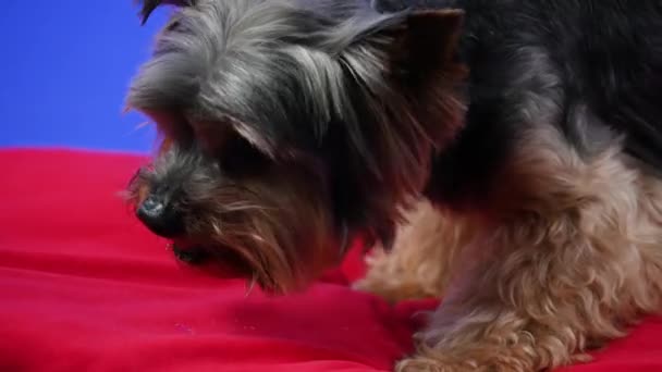 スタジオの赤い枕の上にあるヨークシャーのテリア。ペットはおいしいクッキーを食べます。スローモーション。閉じろ!. — ストック動画