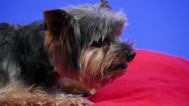 Yorkshire Terrier lies on a red pillow in the studio on a blue background. The pet eats delicious cookies. Slow motion. Close up. — Stock Video