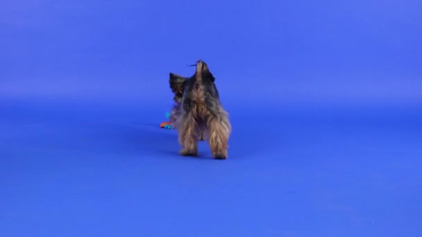 Stüdyoda bir Yorkshire teriyerinin gradyan arka plan görüntüsü. Evcil hayvan oyuncağın peşinden koşar, dişleriyle yakalar, döner ve gider. Ağır çekim. Kapat.. — Stok video