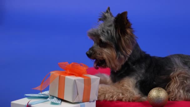Yorkshire Terrier se encuentra y se lame los labios sobre una almohada roja, donde se dispersan las bolas de Navidad, junto a los regalos de Año Nuevo. Mascota en el estudio sobre un fondo azul degradado. En cámara lenta. De cerca.. — Vídeo de stock