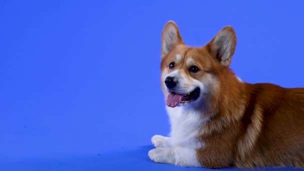 Ein Hund der Rasse Welsh Corgi Pembroke liegt im Studio vor blauem Hintergrund. Der Hund streckte seine rosa Zunge aus und verdrehte den Kopf. Zeitlupe. Nahaufnahme. — Stockvideo