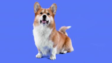 Stüdyoda mavi arka planda Galli Corgi Pembroke 'un portresi. Evcil hayvan oturur, dili açık gülümser, kuyruğunu sallar ve kulaklarını oynatır. Ağır çekim. Kapat..