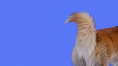 Stüdyoda mavi arka planda Galli Corgi Pembroke 'un portresi. Köpeğin kuyruğunu kapatıyoruz, ki bu da kuvvetli bir şekilde sallıyor. Yavaş çekim.